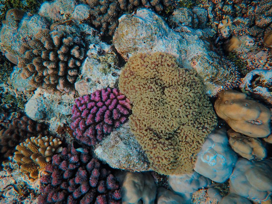 Diving near Abu Sail 3