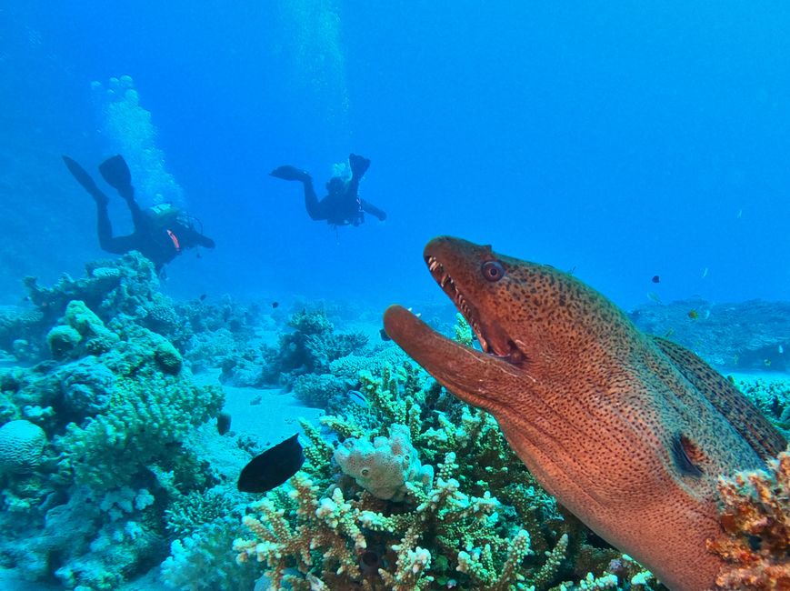 Diving near Abu Sail 4