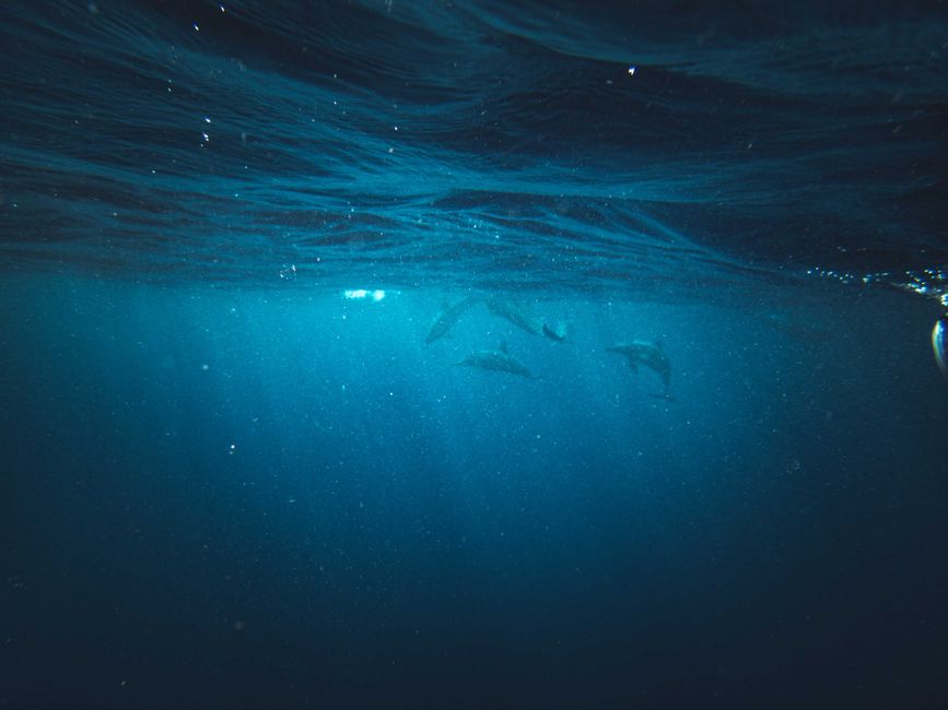 Dolphin House — Sha’ab Samadai