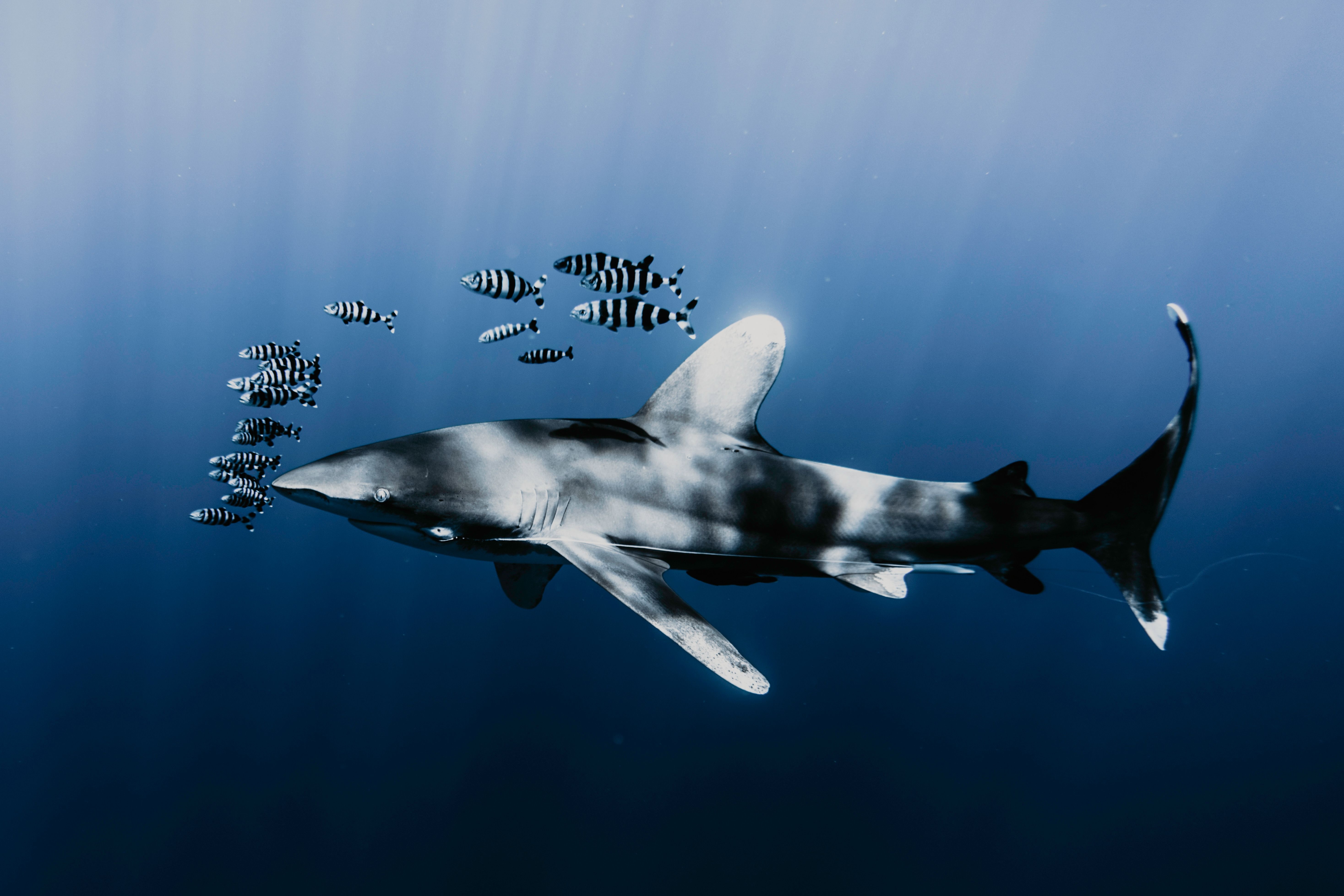 Elphinstone Reef