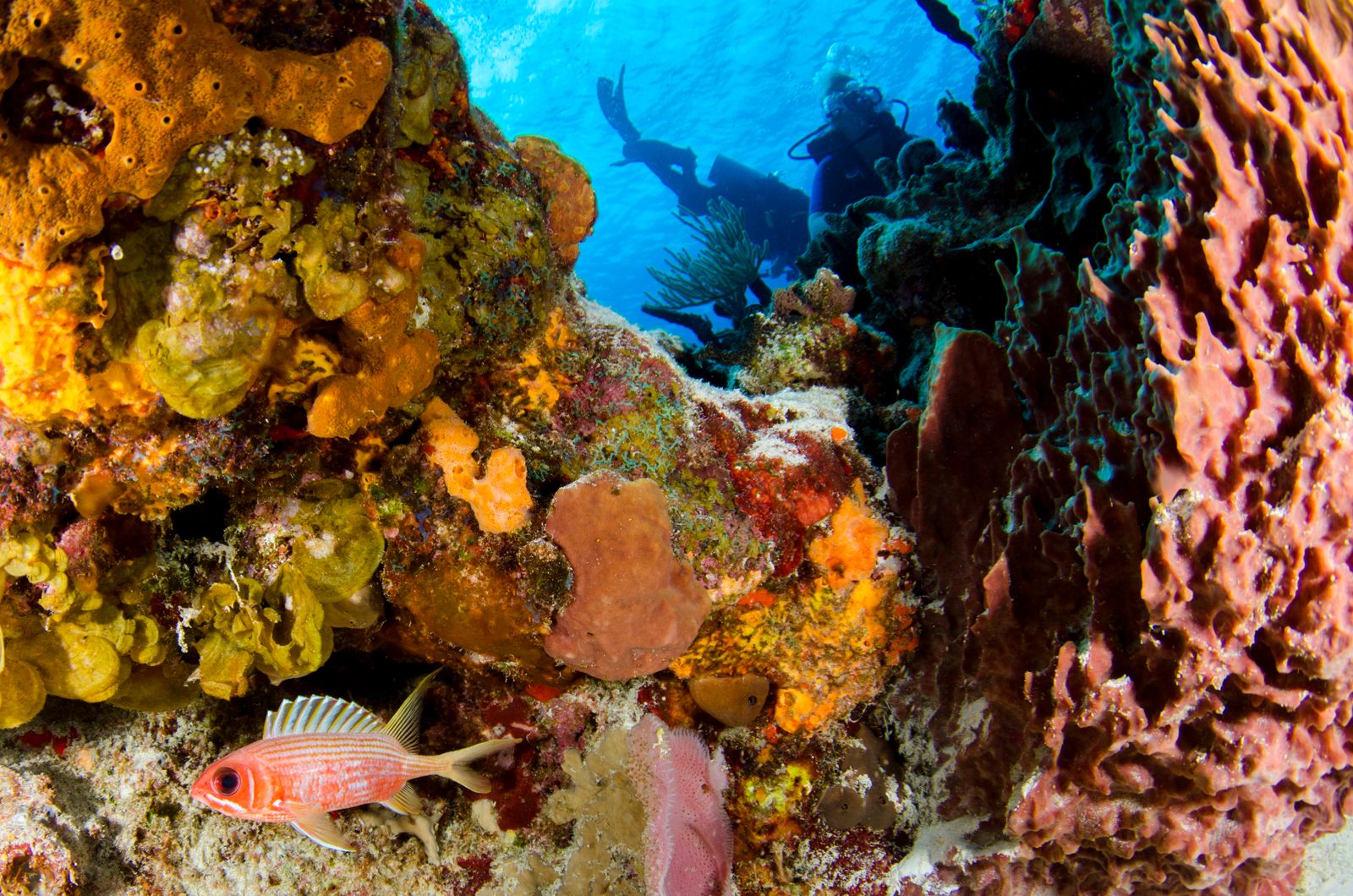 Diving near Marsa Egla 4