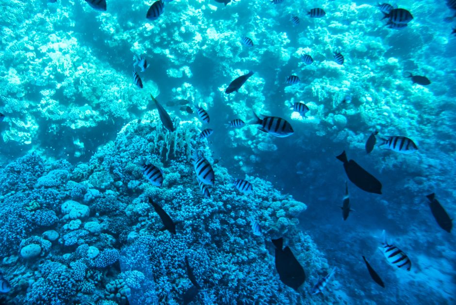 Diving near Marsa Gabal El Rosas 3
