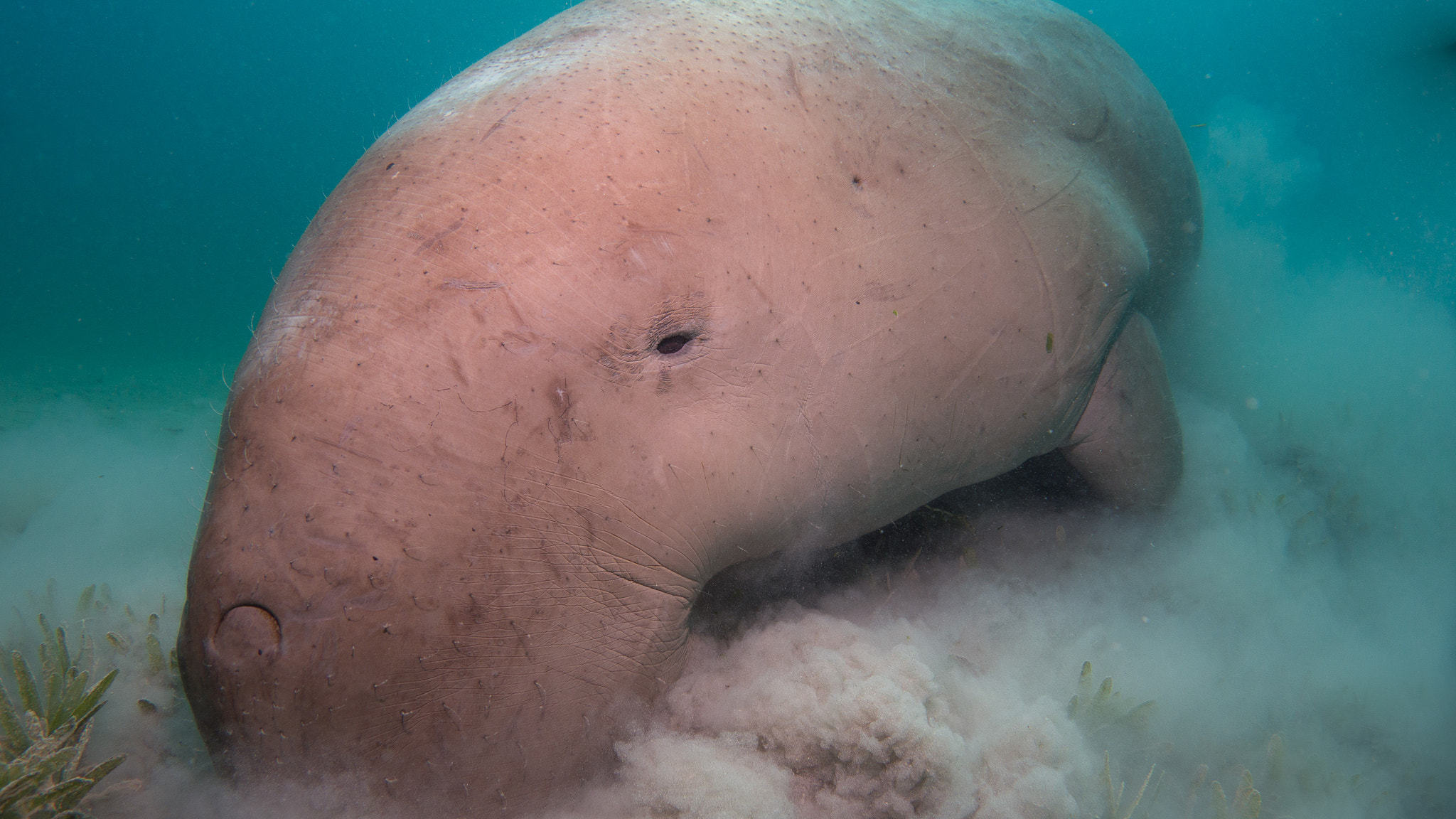Diving near Marsa Shouna 3