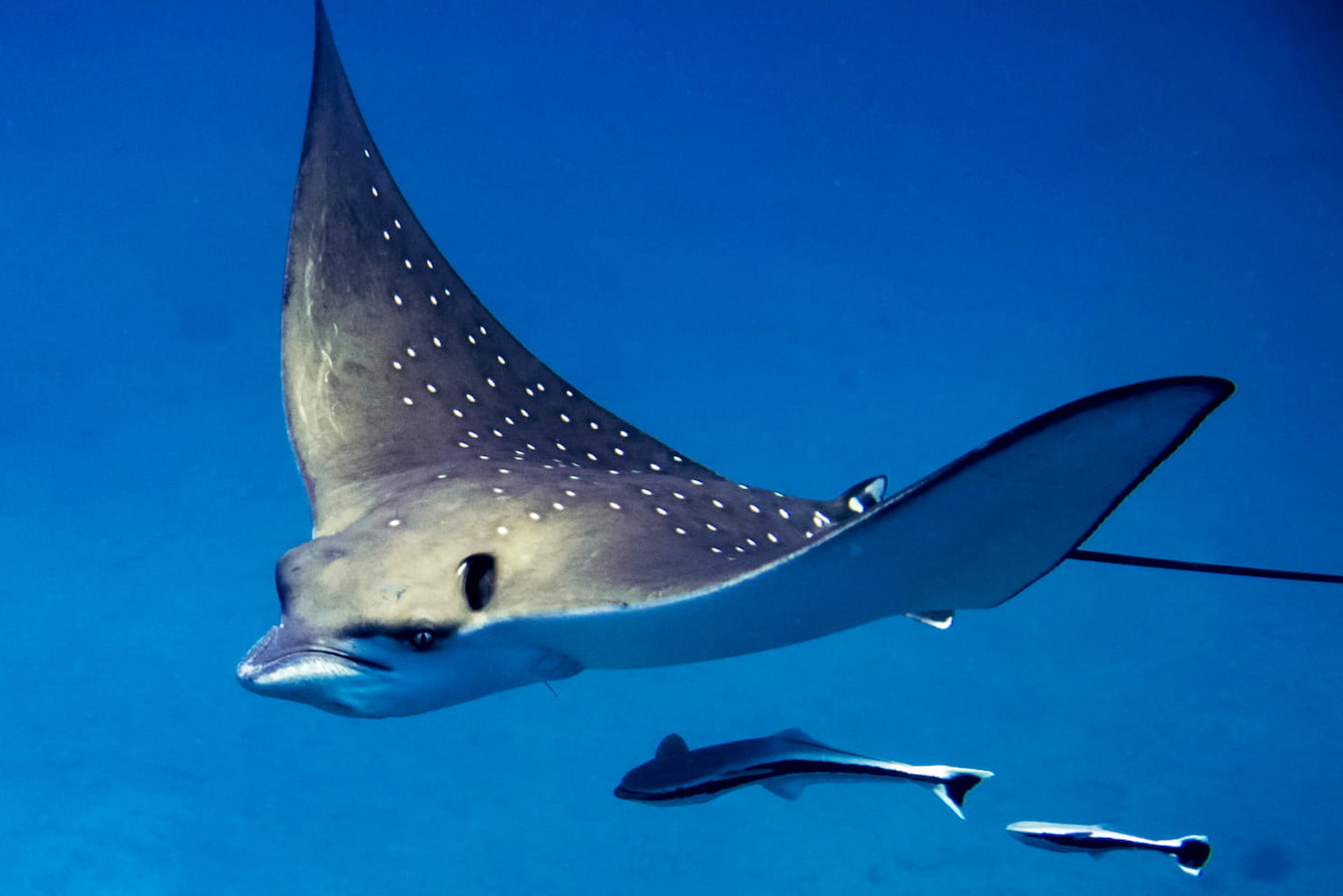 Diving near Marsa Shouna 2